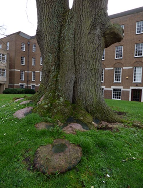 Numerous brackets growing without a pore surface on soil on a veteran ash in Hertford, Hertfordshire